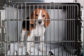A Beagle in a cage, like the dogs and cats who previously faced euthanasia in research labs, a practice now banned in Michigan.