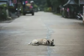 A dog lying in the middle of the road, like the one a Georgia high school football player was killed trying to save.
