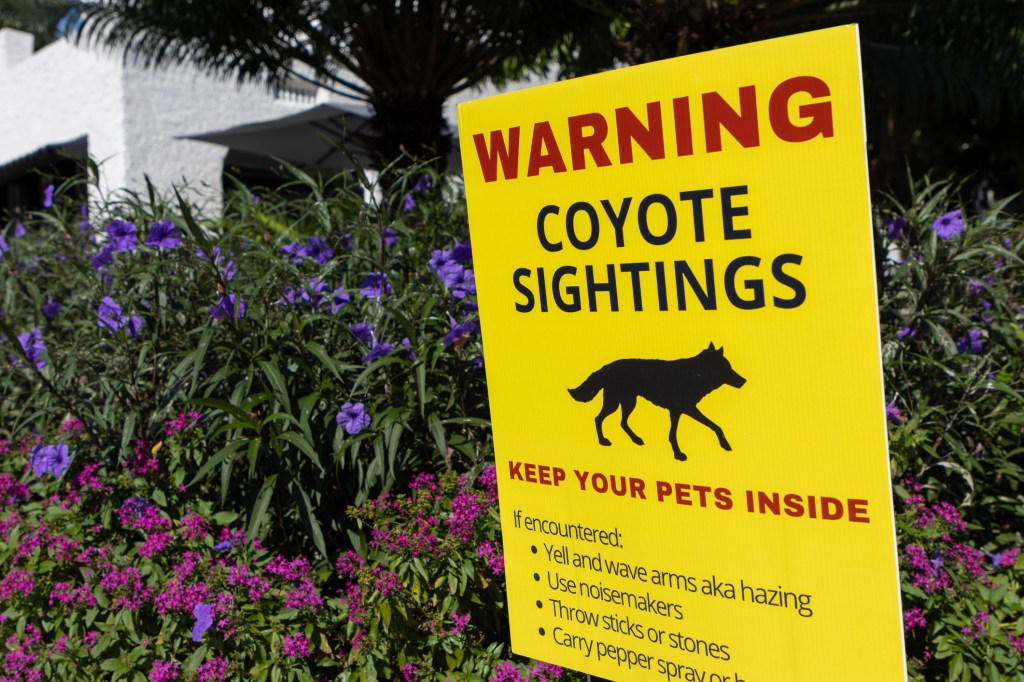 A sign warns neighborhood pet owners about coyote sightings in the suburbs and how to protect dogs from coyote attacks.