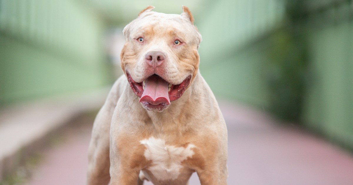 Thousands of Bully XL Owners Apply for Breed Ban Exemption