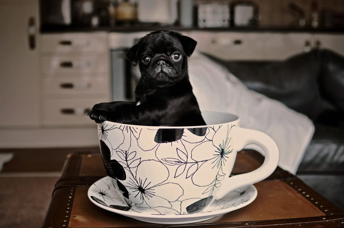 Black teacup dog top