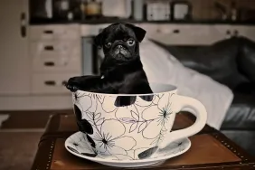 A black pug teacup dog sitting in a teacup.
