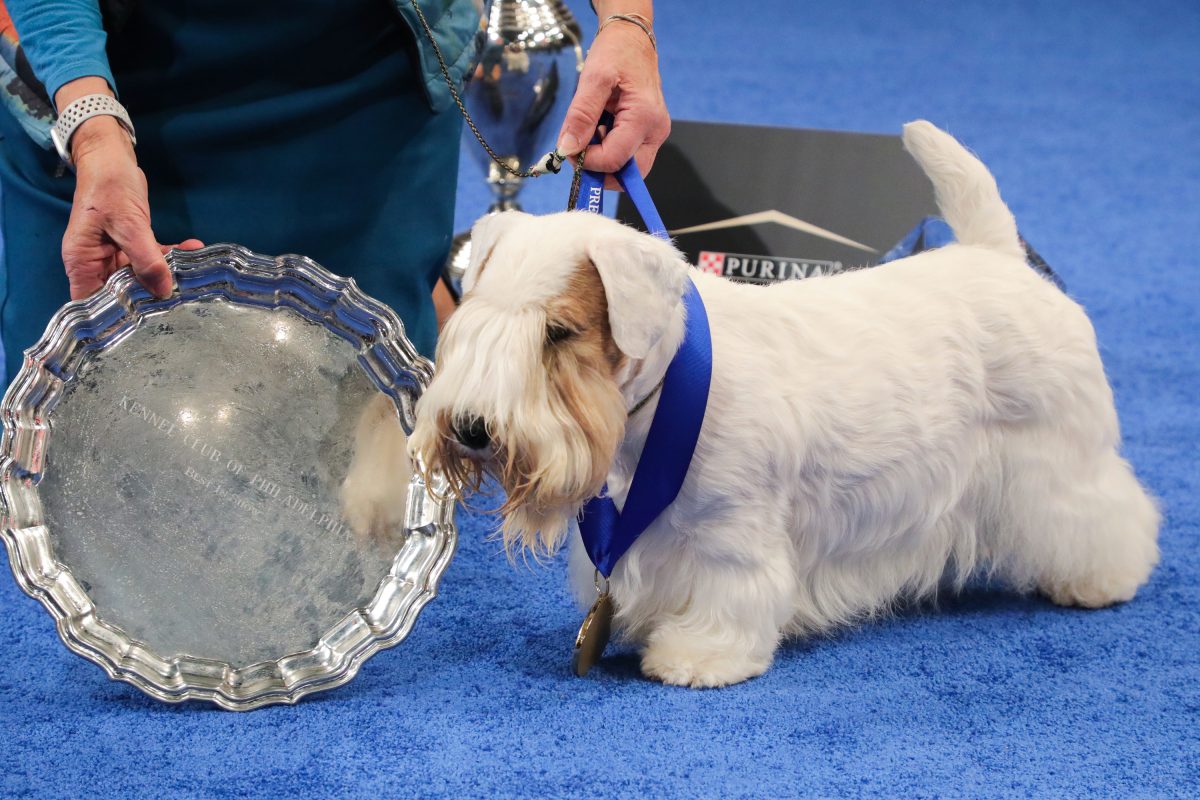 Stache a Sealyham Terrier wins National Dog Show