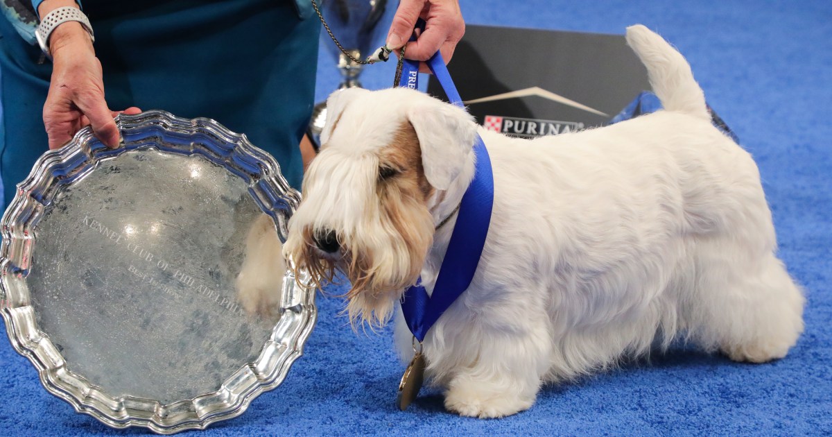 Stache, a Sealyham Terrier, wins National Dog Show