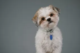 A Maltese Shih-Tzu mix staring into the camera like the dog thrown off a parking garage roof in Australia.
