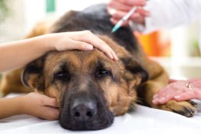 A veterinary administering vaccine to a dog like that given to dogs with mysterious dog illness