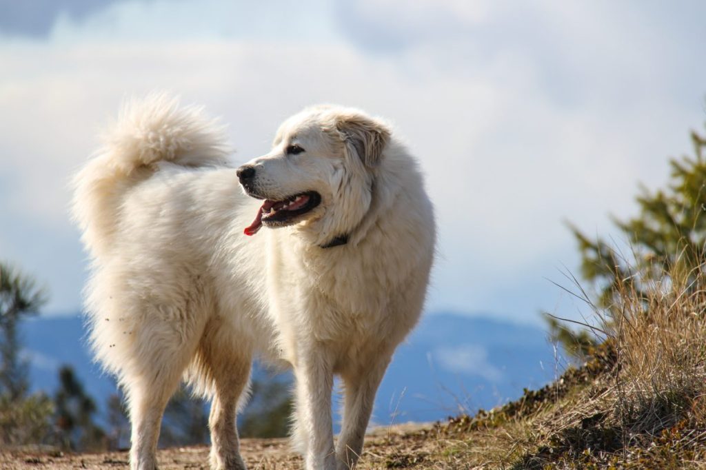 A Great Pyrenees farm dog has been nominated for AFBF's Farm Dog of the Year award.