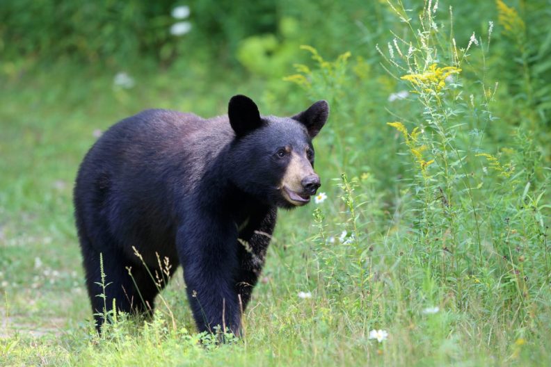 Black bear standing in the grassland like the one involved in bear attack on California man.