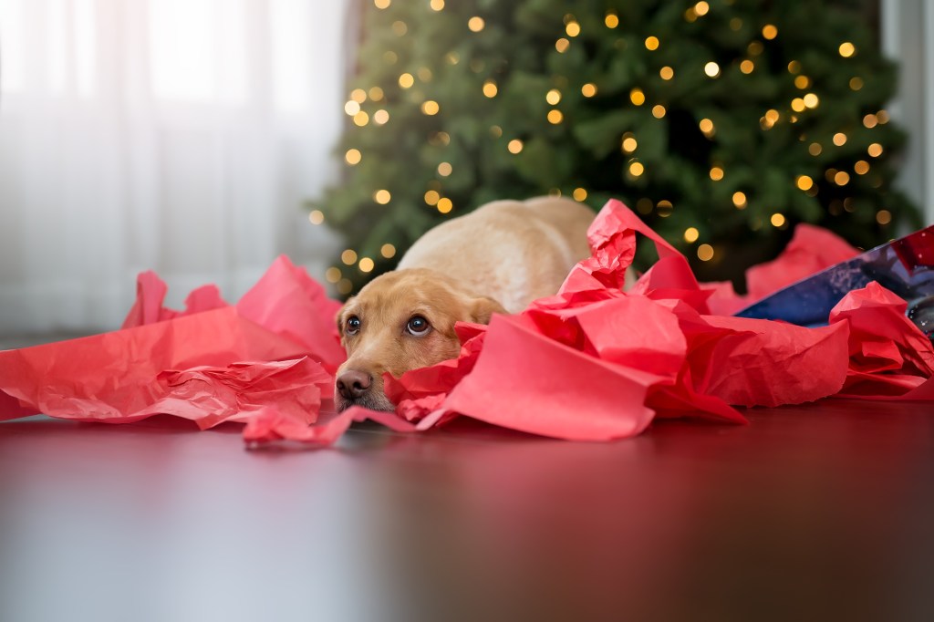 Puppy sitting in a pile of paper after ripping up a Christmas gift, a holiday hazard for dogs