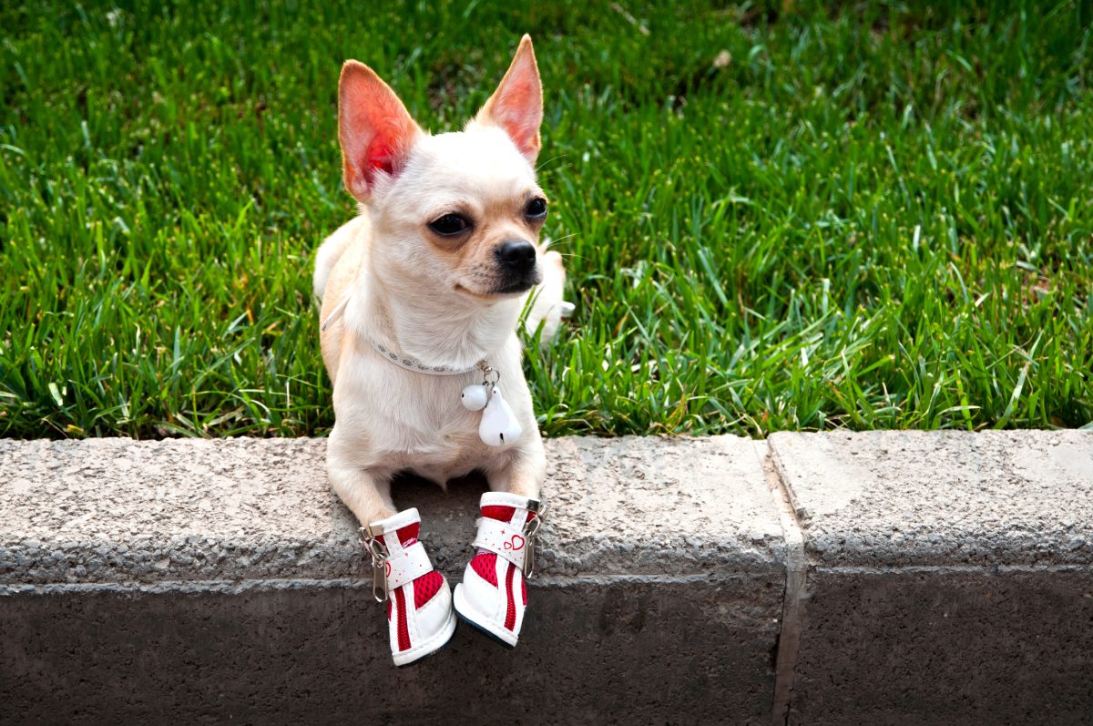 Paw Pads Non Slip Traction Pads for Dogs by PupGear DogTime