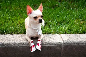 Close-up of a Chihuahua dog without legs wearing shoes on front legs.