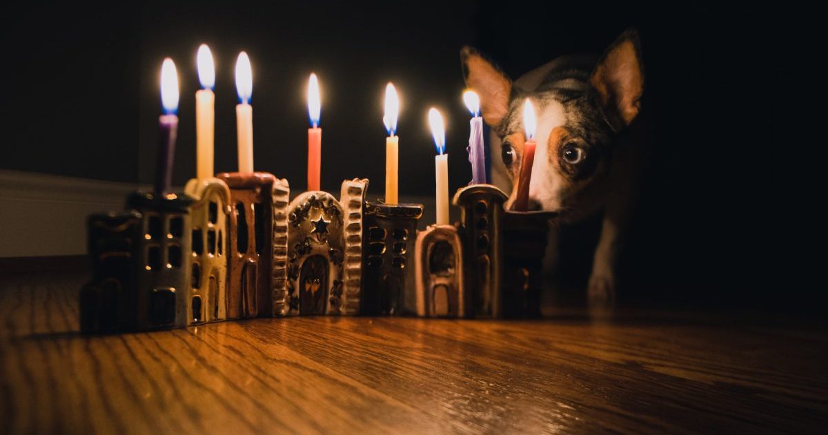 Dog sitting next to lit Hanukkah Menorah, a potential danger during celebrating the holiday.