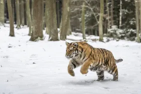 Young Siberian tiger hunting in snow, similar to the tiger who attacked a dog in Russia, then killed the owner too.