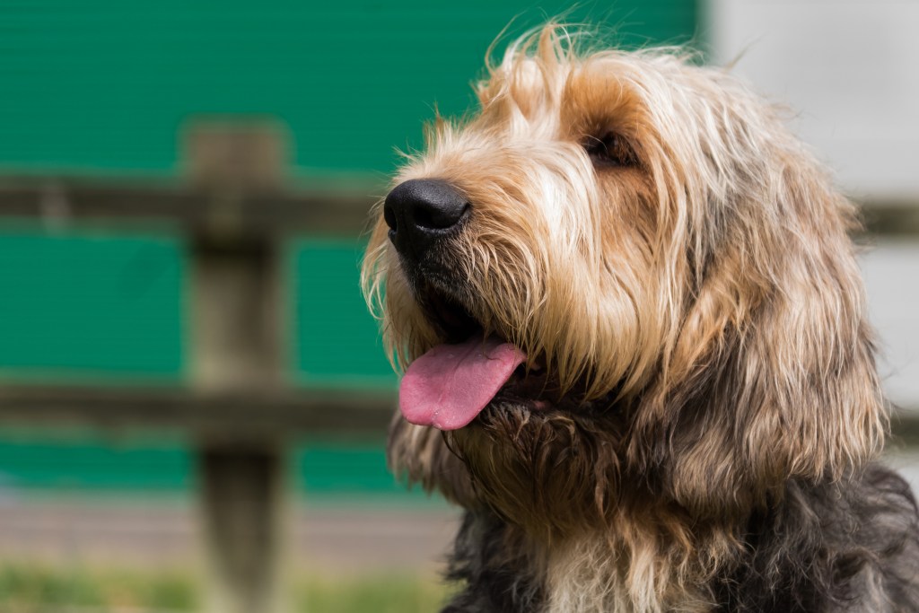 Portrait of an Otterhound looking to the left with mouth open and tongue sticking out. Empty space on left.