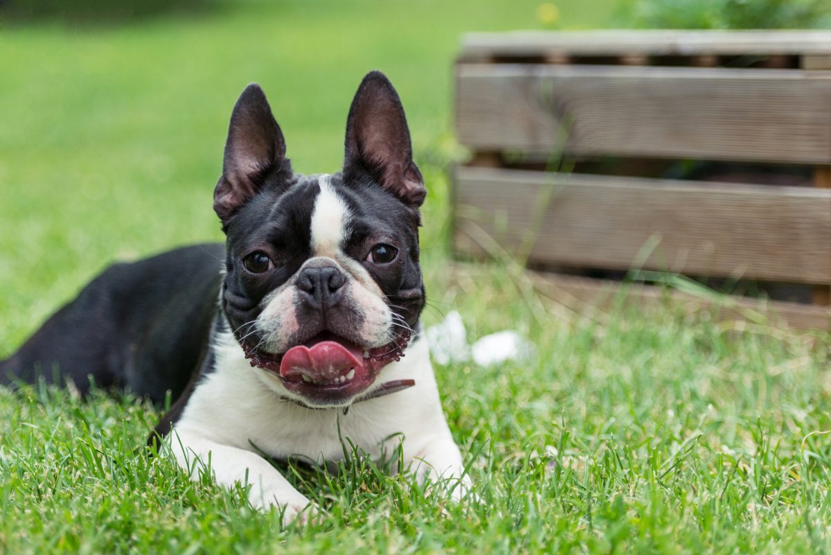 Boston terrier sales emotional support dog