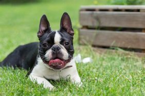 A Boston Terrier sitting on grass, like the missing emotional support dog from Denver.