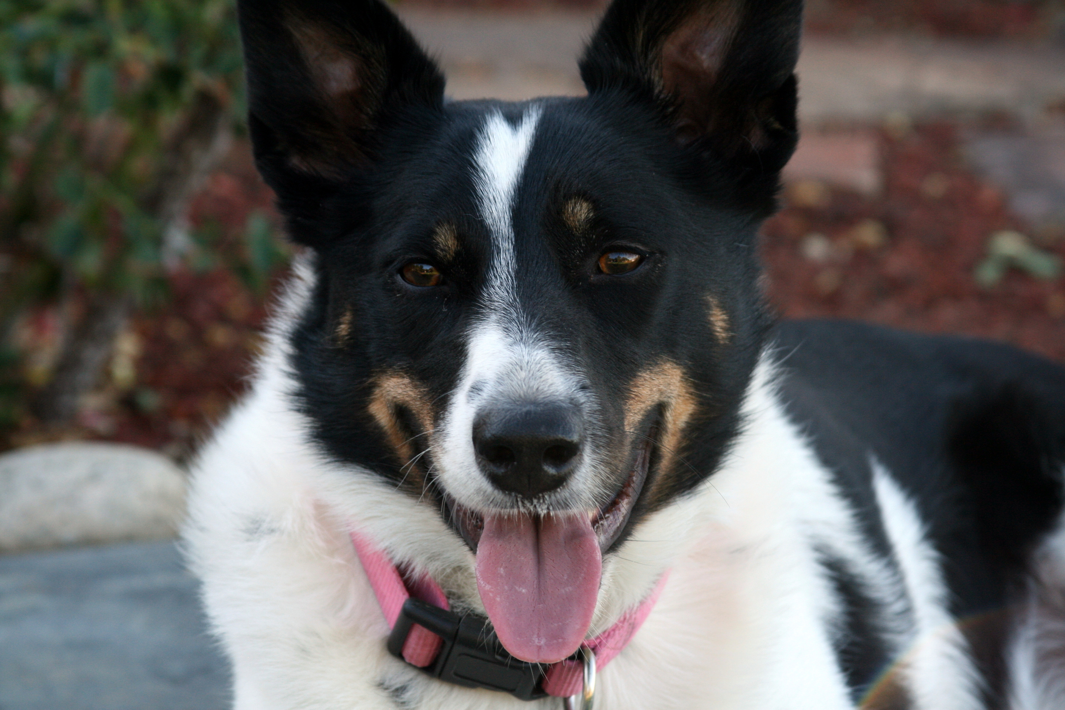 Mcnab 2025 cattle dog