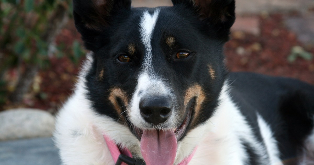 McNab Dog Breed Information & Characteristics