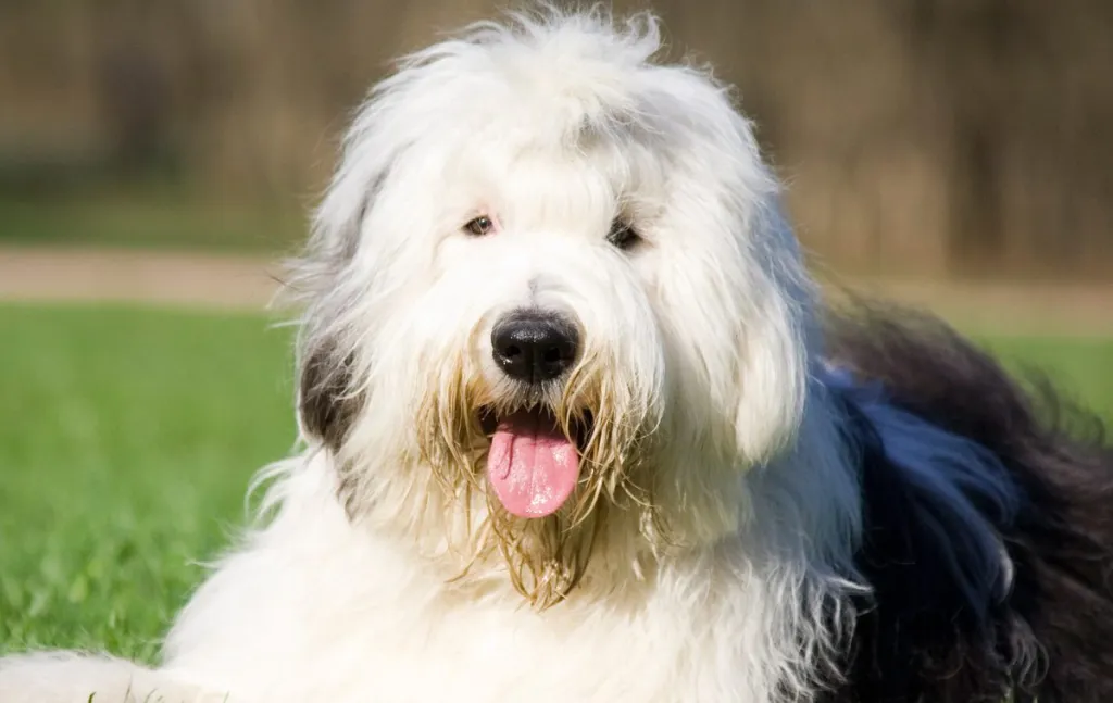 Old English Sheepdog sitting happily in the grass