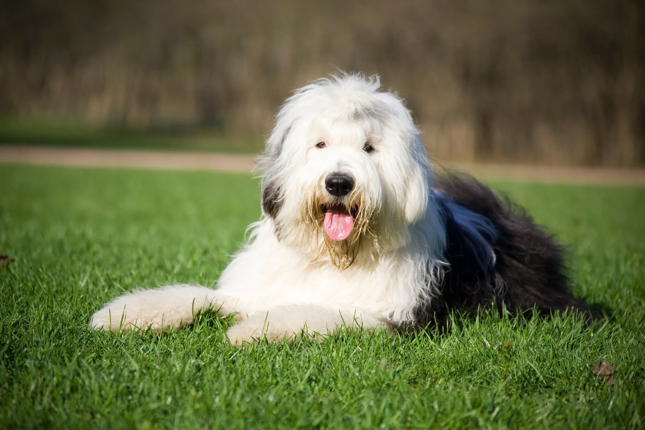 Old english clearance sheepdog running