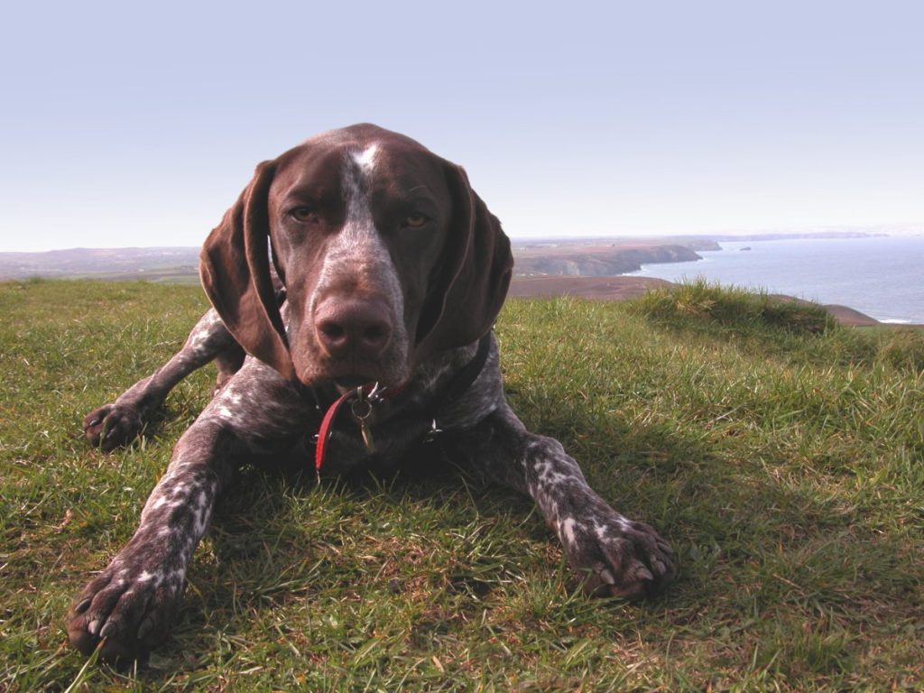 A German Shorthaired Pointer like one of the dogs belonging to a former inmate adopted out in Colorado.