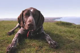 A German Shorthaired Pointer like one of the dogs belonging to a former inmate adopted out in Colorado.