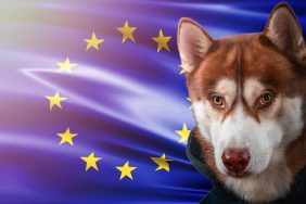 A dog in front of an European Union flag, similar to the dog whose barking interrupted the European Parliament session.
