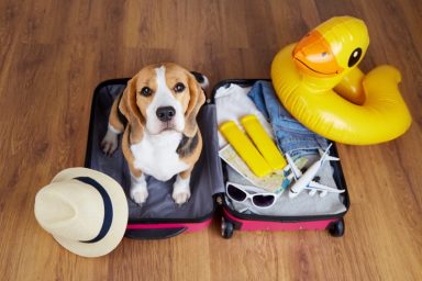 A Beagle in a suitcase with accessories ready for dog-friendly travel.