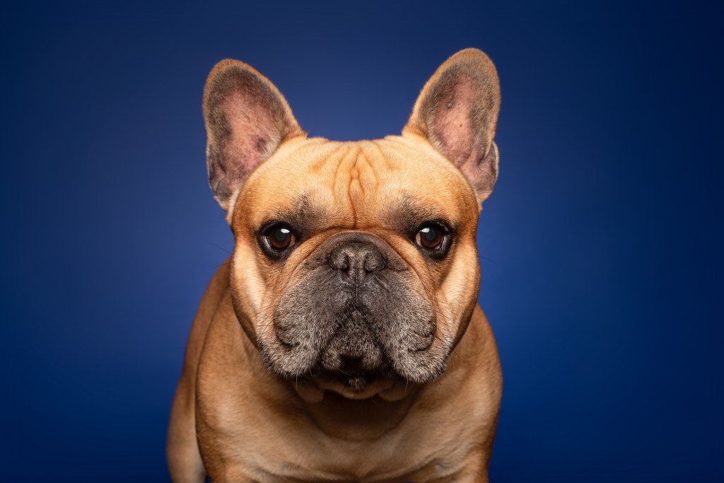 Close-up portrait of French Bulldog against blue background.