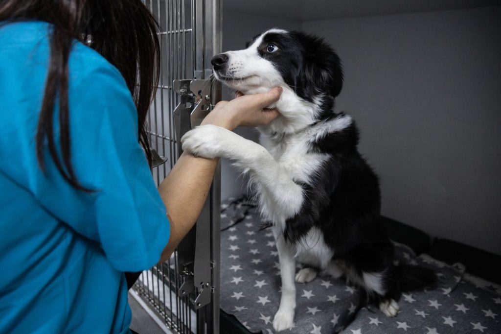 Dog at a facility studying aging in canines.
