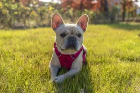 Adorable French Bulldog sitting on grass, a breed prized throughout history.