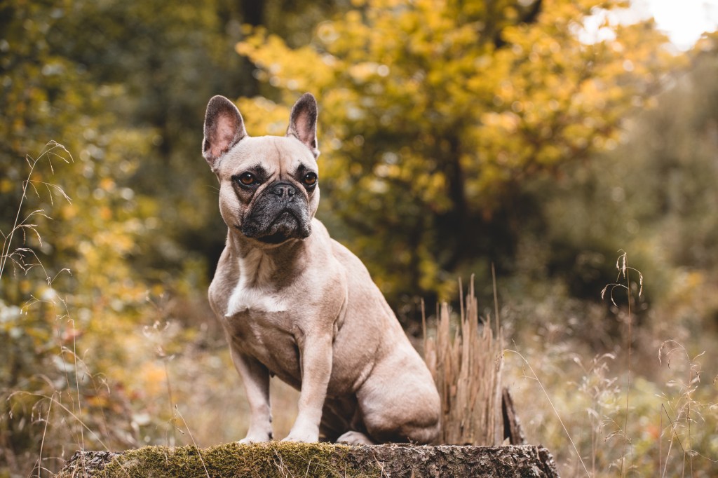 French Bulldog in the woods.
