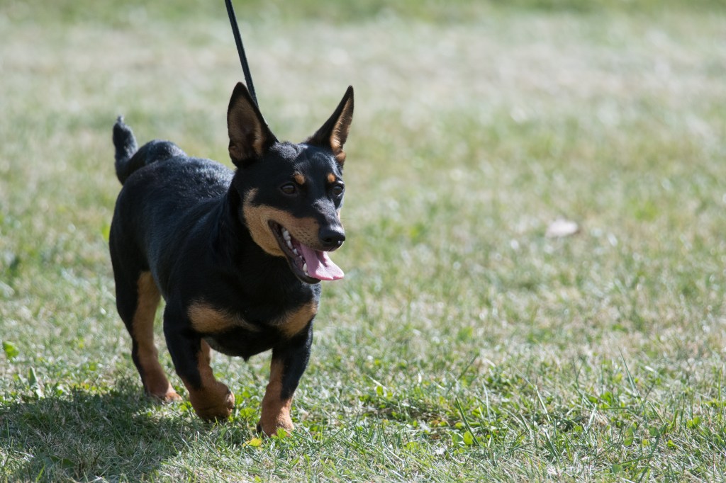 Lancashire Heeler walking on leash.