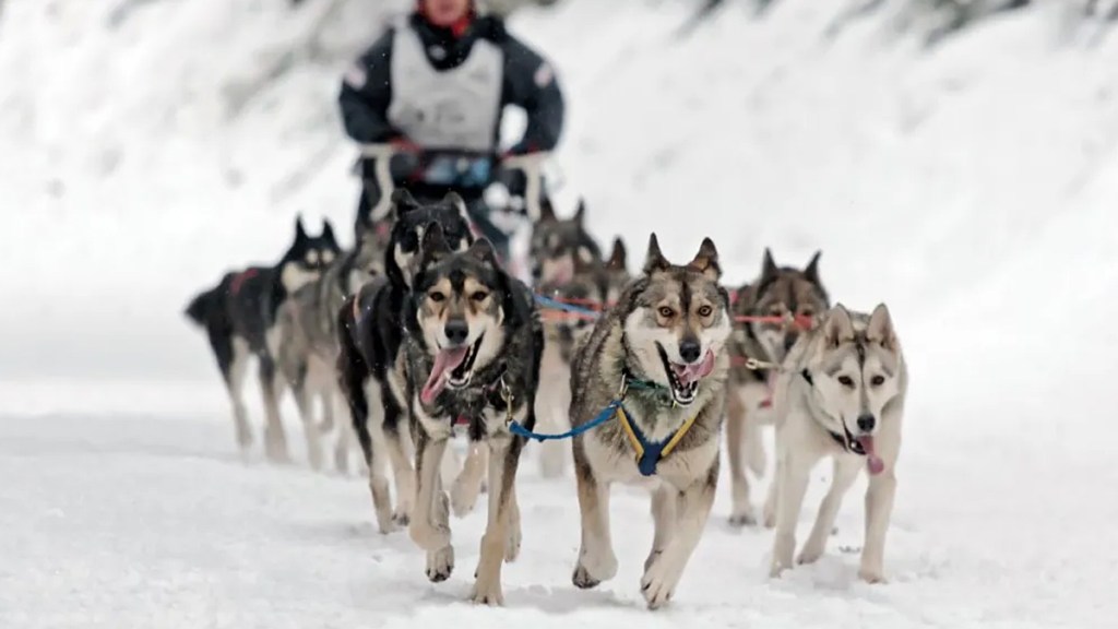 Iditarod Sled Dog Race.
