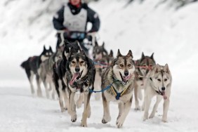 Iditarod Sled Dog Race.