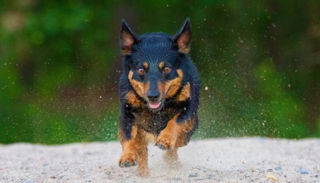 Lancashire Heeler running on grass.