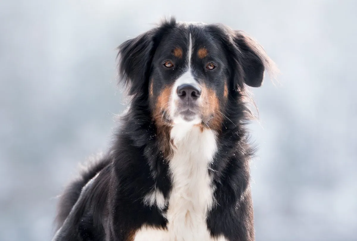 Golden Mountain Dog Breed Information & Characteristics