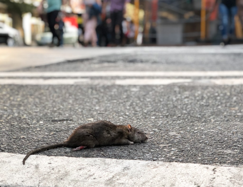 A dead rat on the side of a crosswalk. Washington D.C.'s rat problem has gotten out of control.