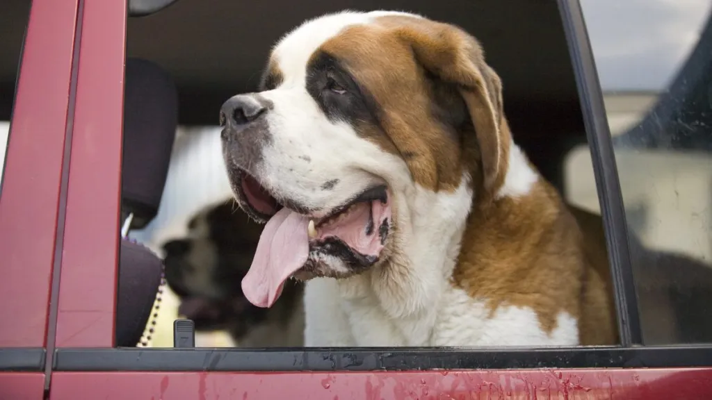 A happy Saint Bernard, a breed with a high drooling potential, smiling and panting out the window of a red car. On the window sill you can see a good amount of dog slobber.