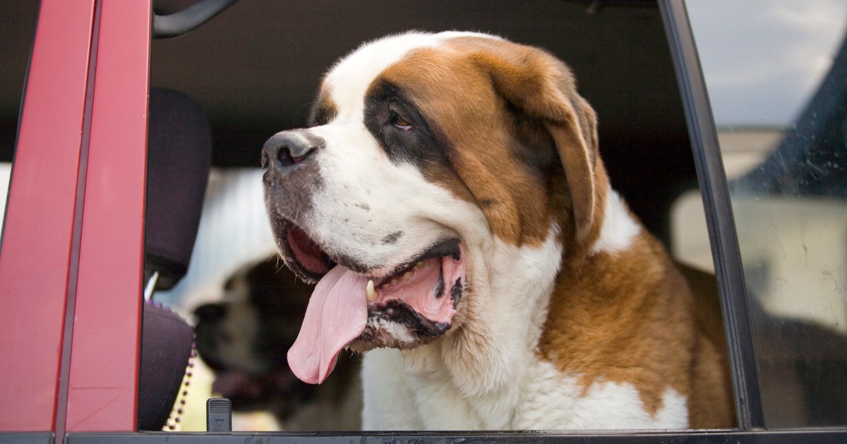 drooling dog experiment