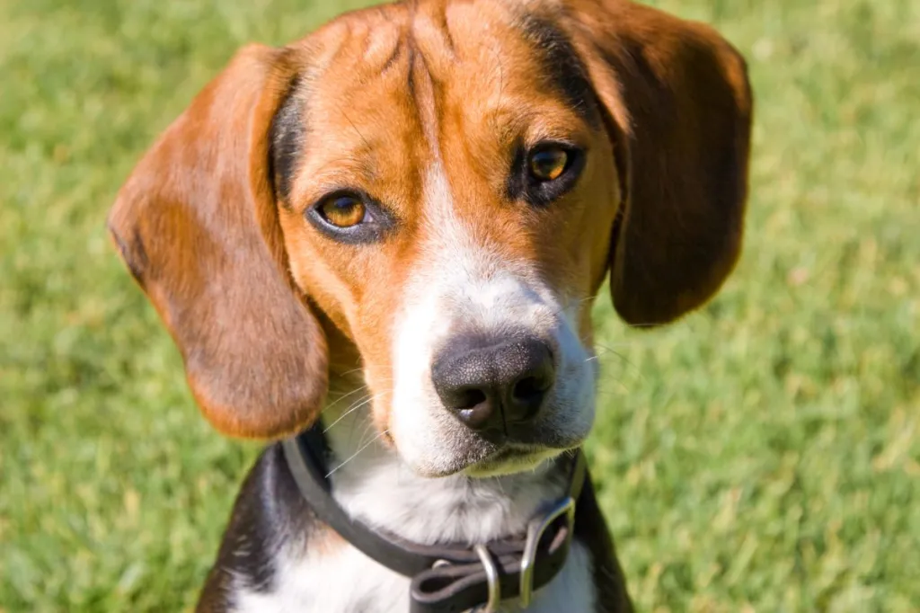 Photography of a miniature beagle puppy wearing a black collar.