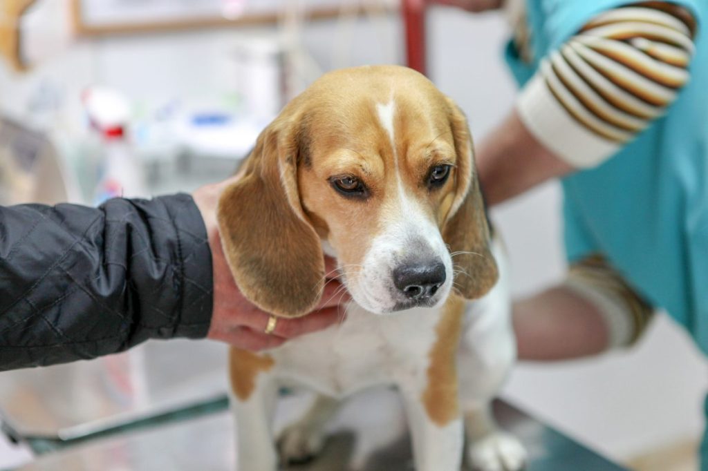 A sick beagle being treated similar to the dogs who have brucella canis, which can be passed on to humans in a rare occurrence.