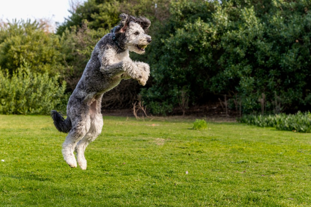 Aussiedoodle playing and running in park. 