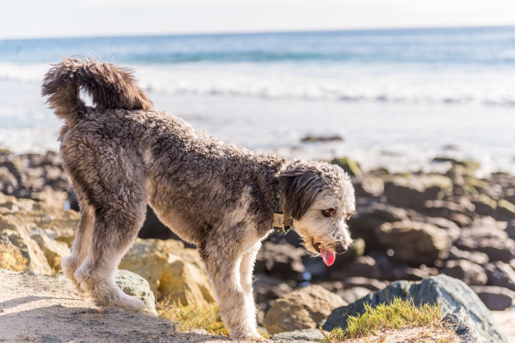 Aussiedoodle playing on beach