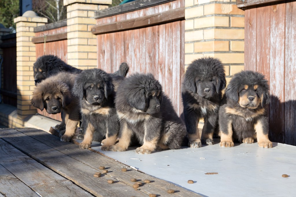 A group of Tibetan Mastiff puppies together