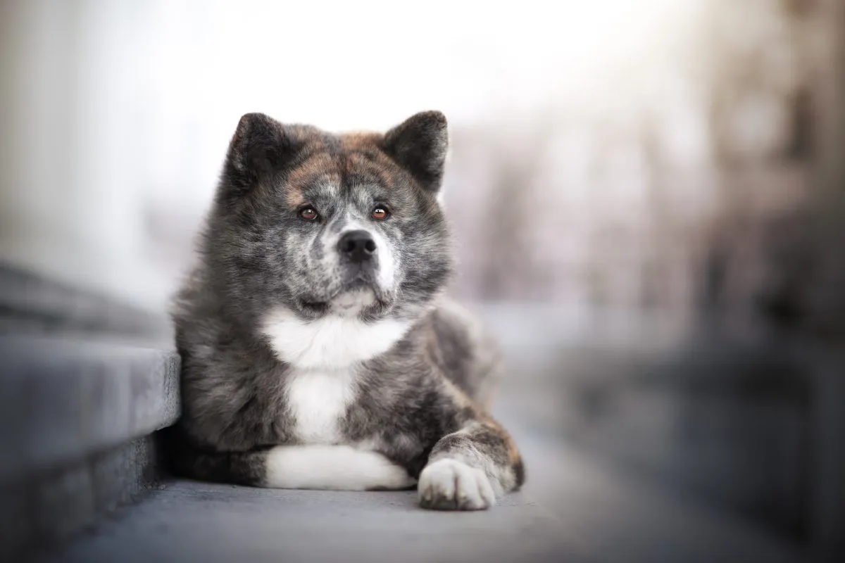 Akita 2024 inu grey