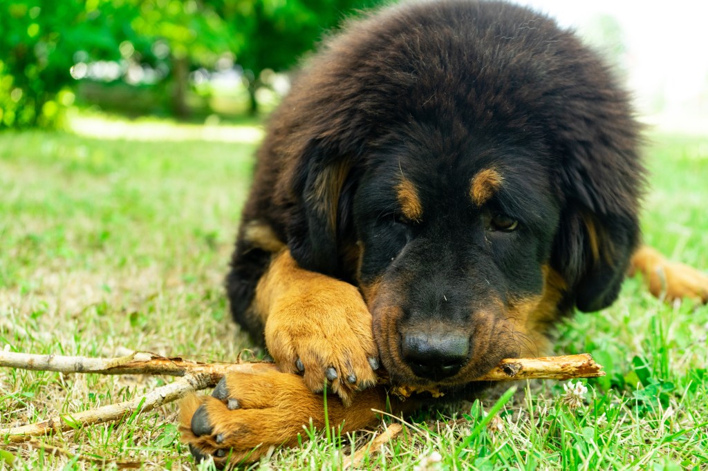 A Tibetan Mastiff puppy biting a stick laying on the grass. 