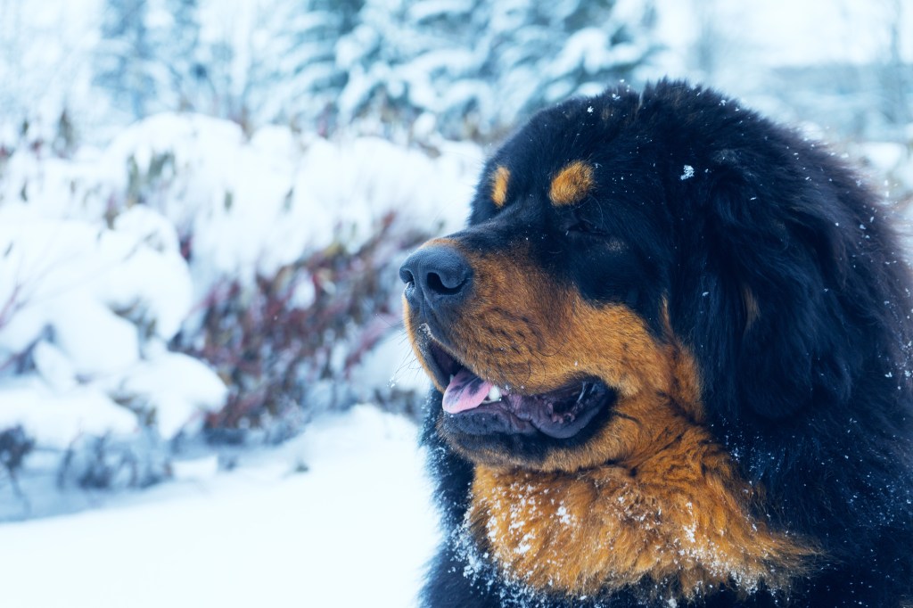 A Tibetan Mastiff puppy looking ahead with snow in the background