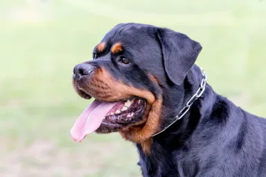 A Rottweiler, similar to the one who was saved by a woman from an alligator.