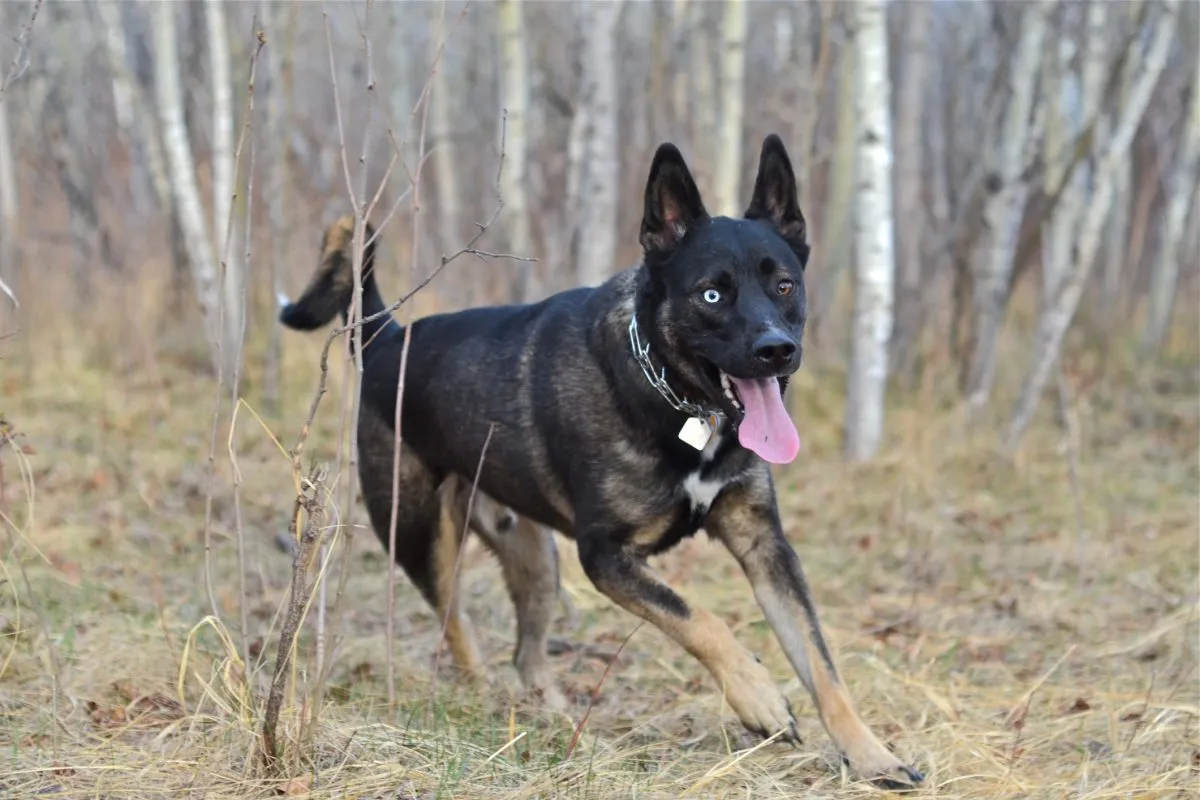 Black husky shepherd hot sale mix